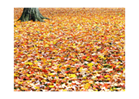 Fall Field Cleanup